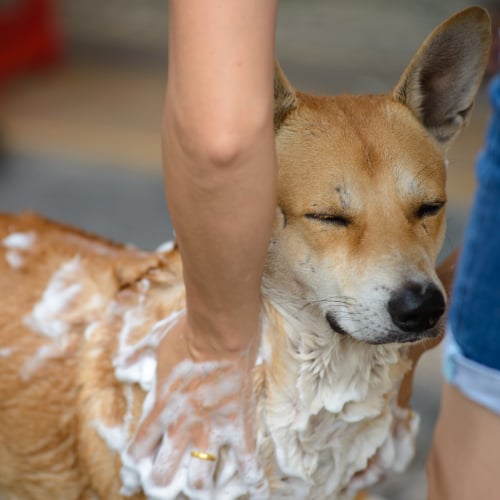 Dog Grooming